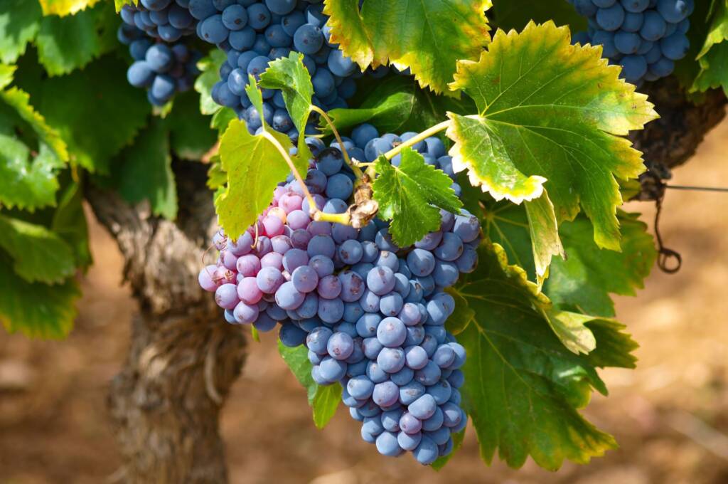 Tres Tintos Infalibles: La Versatilidad en la Copa para Maridajes sin Estrés