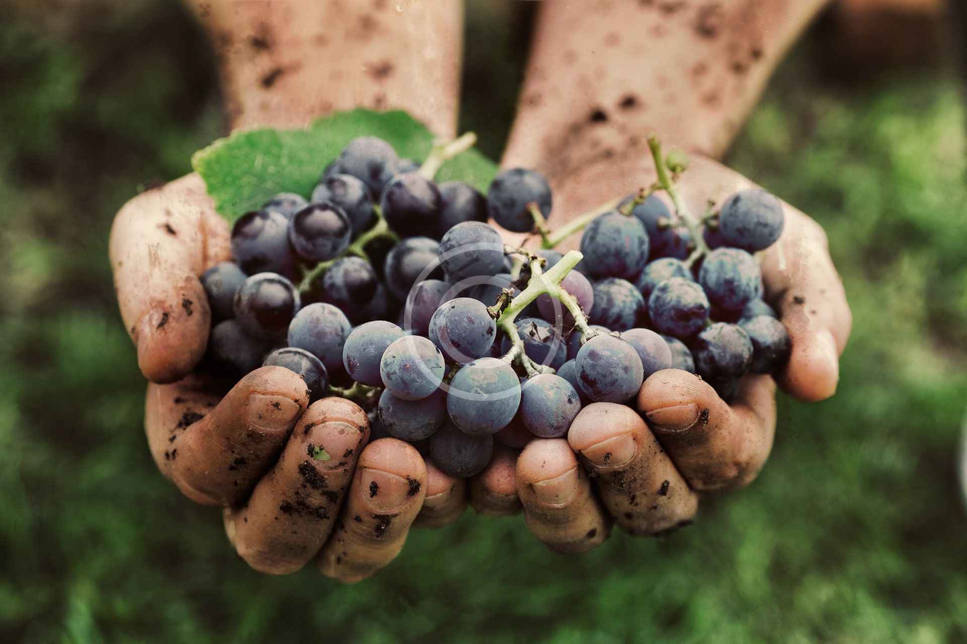 The Harvest