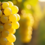 racimo de uva albariño