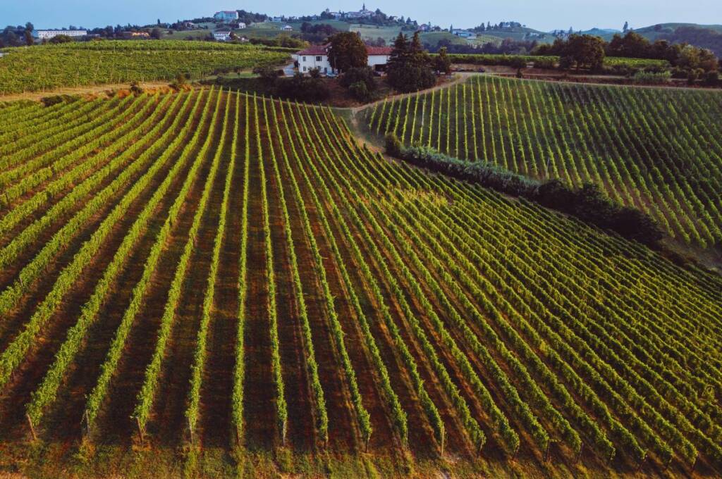 Viñedo de terroir calcareo