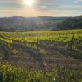 Vino Chianti: 7 claves para disfrutarlo en la Toscana