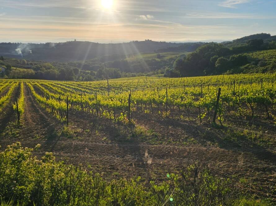 Viñedos de vino Chianti en las colinas de Montespertoli, Toscana